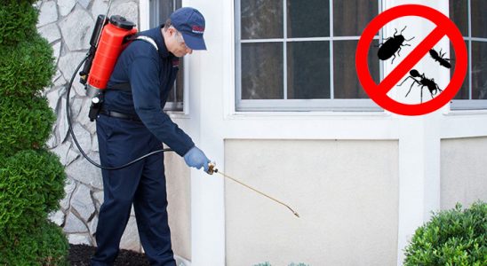 Asarlık Fare İlaçlama böcek ilaçlama ve haşere kontrolü — ilaclama-tr.com